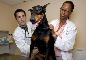 两个兽医抱着一只杜宾犬